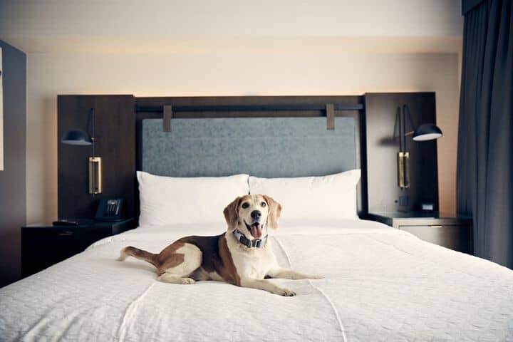 Pet Friendly 57 of 101